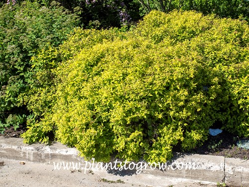 Gold Rush Spirea (Spiraea japonica) 
(mid May)